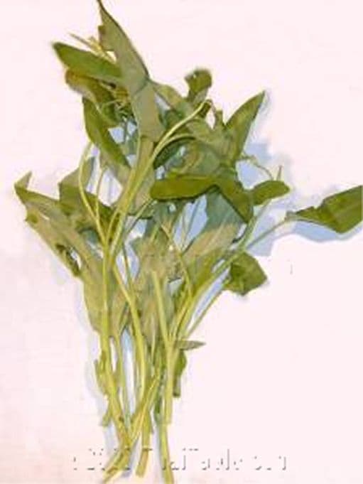 Chinese water spinach