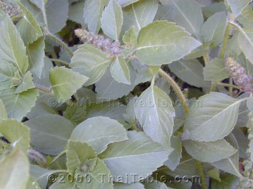 holy basil