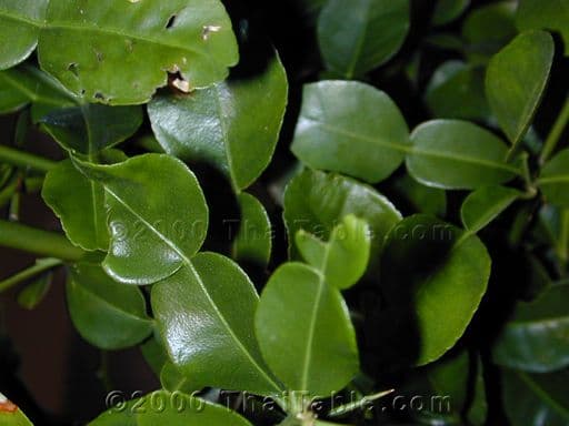 kaffir lime leaves