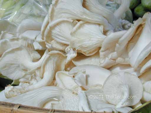 oyster mushroom