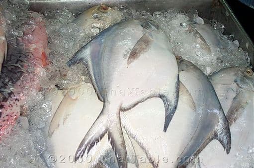 white pomfret