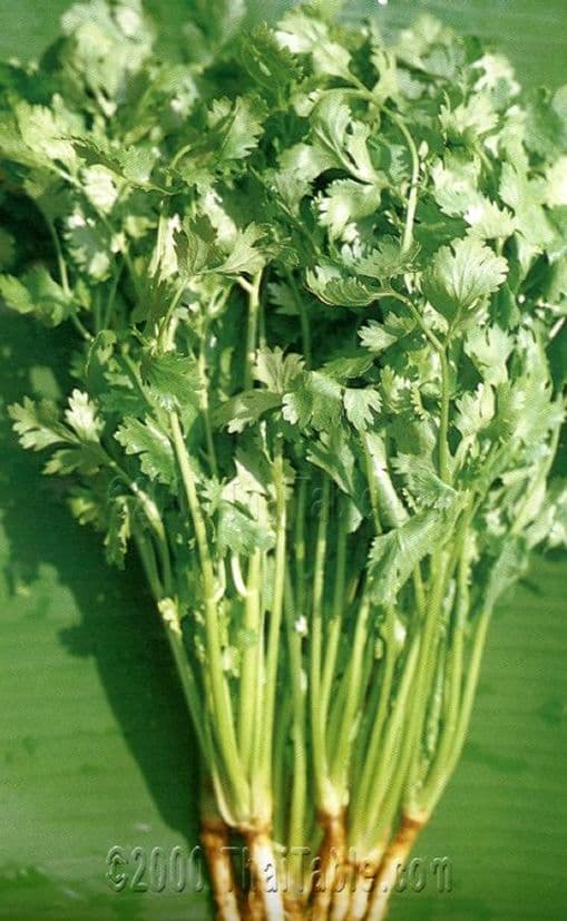 cilantro