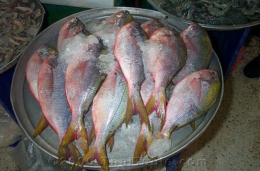 red snapper