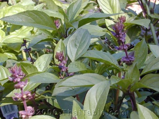 Thai basil