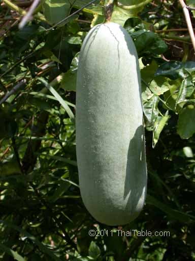 winter melon